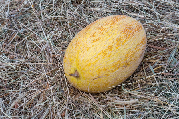 Les fruits frais sont sur une assiette, sur fond de foin