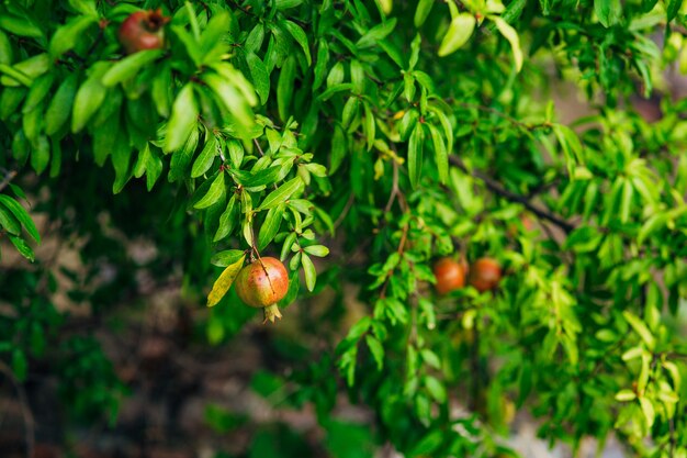 Fruits de grenade sur un arbre au Monténégro