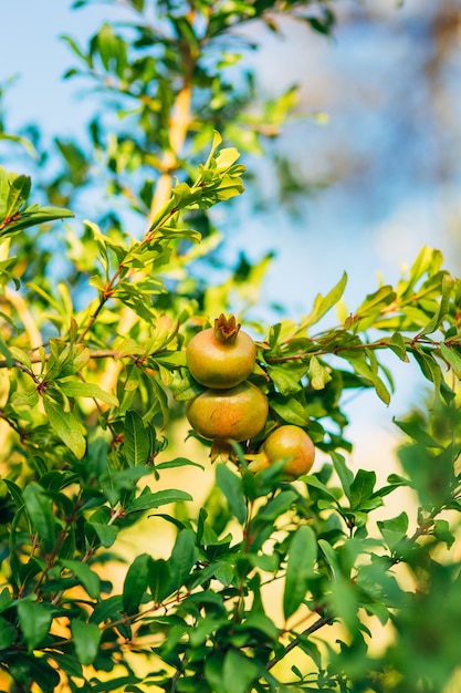 Fruits de grenade sur un arbre au Monténégro