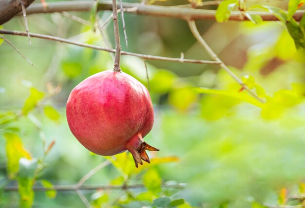 Fruits de grenade sur une branche d'arbre