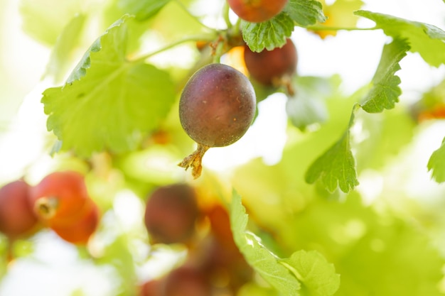 Fruits d'une groseille