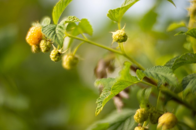 Fruits de jardin framboisiers beau paysage de campagne naturelle avec un arrière-plan flou solide des aliments sains avec des vitamines