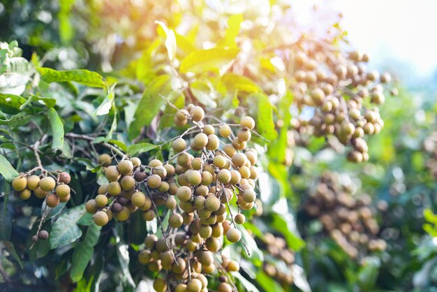 Fruits de jardin de vergers de longan sur l'arbre de longan, fruits tropicaux en thaïlande d'été