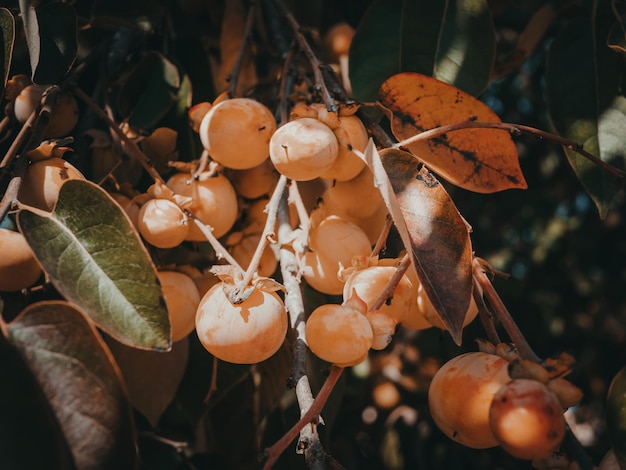 Fruits jaunes mûrs et délicieux de néflier sur une branche