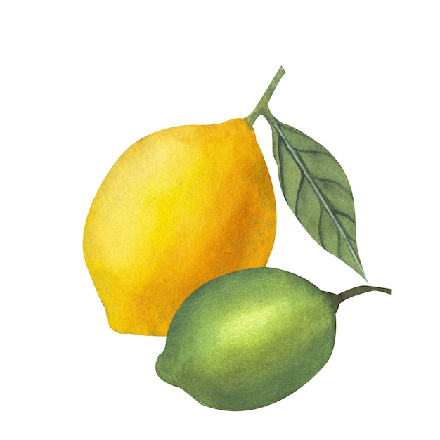 Fruits juteux au citron et citron vert aquarelle dessinés à la main