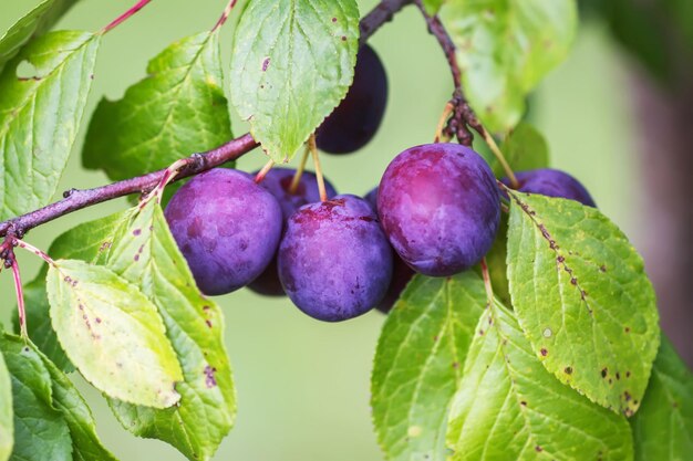 Fruits juteux mûrs sur un prunier dans le jardin d'été. Prunes biologiques fraîches poussant dans la campagne.