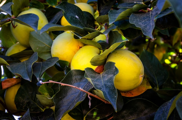 Fruits de kakis suspendus à un arbre.