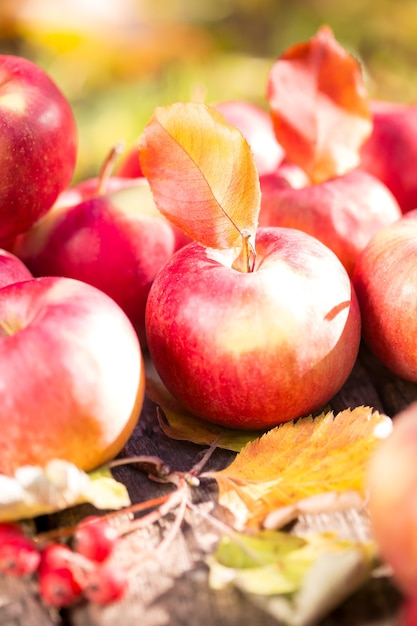 Fruits et légumes en automne à l'extérieur. Concept de vacances de Thanksgiving