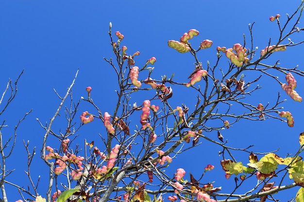 Fruits de magnolia Magnolia kobus