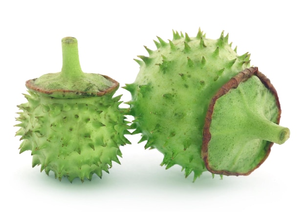 Fruits médicinaux Datura sur fond blanc