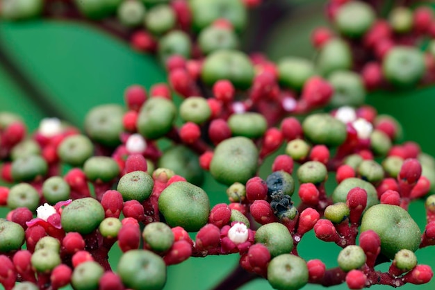 Fruits mélangés comme des perles de verre