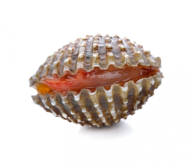 Fruits de mer frais coques sur blanc