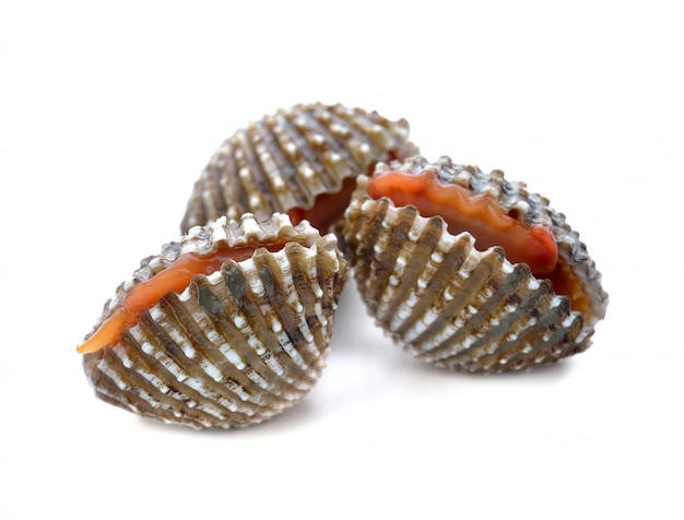 Fruits de mer frais coques sur blanc