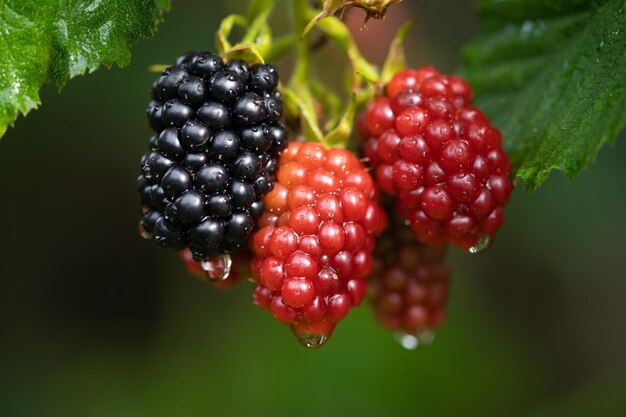 fruits de mûre délicieux et juteux sur un buisson dans le jardin