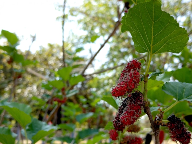 Fruits de mûrier sur une branche