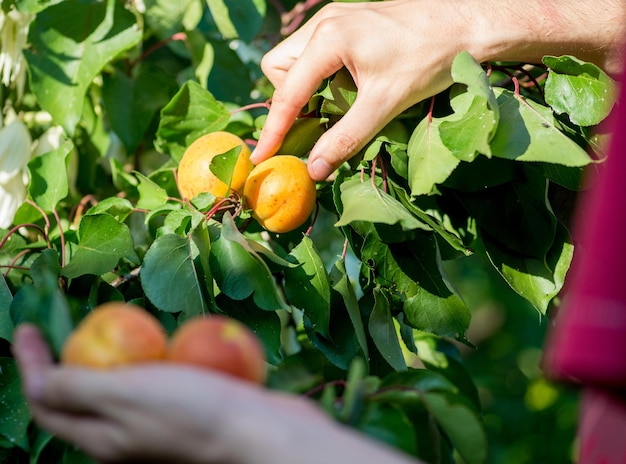 Photo les fruits mûrs d'abricot sont arrachés de l'arbre récolte d'été