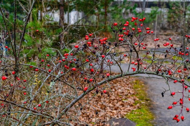 Fruits mûrs sur les branches de l'églantier