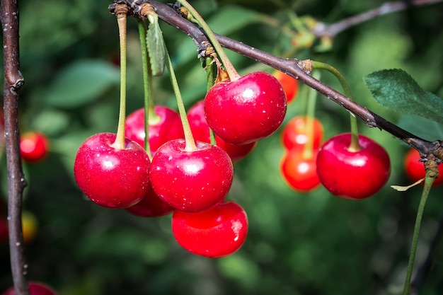 Fruits mûrs de cerise juteuse sur un arbre. Le concept de l'agriculture. Récolte