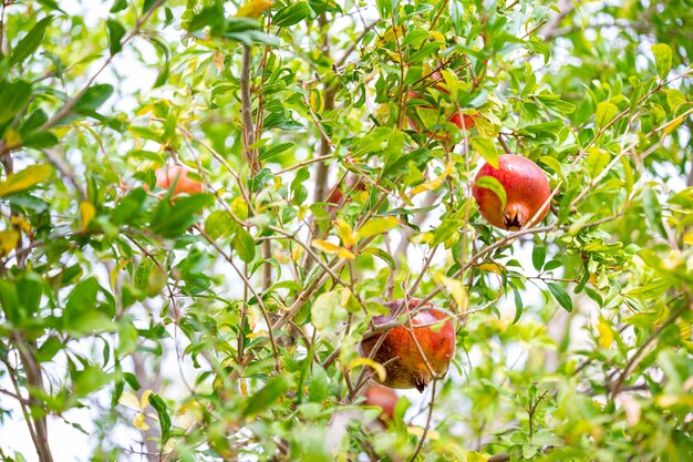 Fruits mûrs de grenade sur la branche d'arbre