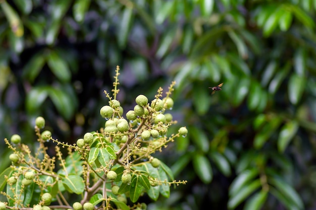 Fruits mûrs longanes (Dimocarpus longan) et une abeille, en faible profondeur