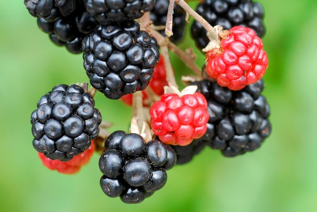 Les fruits mûrs (noirs) et immatures (rouges) de la mûre sauvage (Rubus ulmifolius) ont émergé en automne