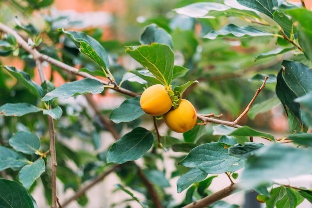 Fruits mûrs oranges et jaunes de kaki sur des branches d'arbre