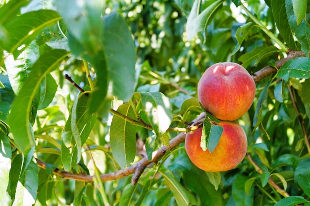 Fruits mûrs de pêche douce sur une branche