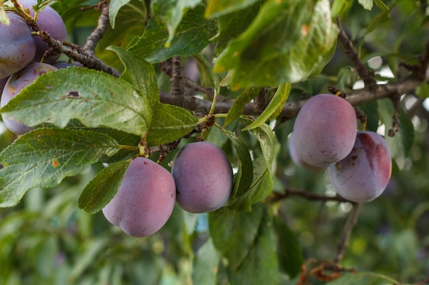 Fruits mûrs de prune accrochés à un arbre avec un verger d'été flou en toile de fond