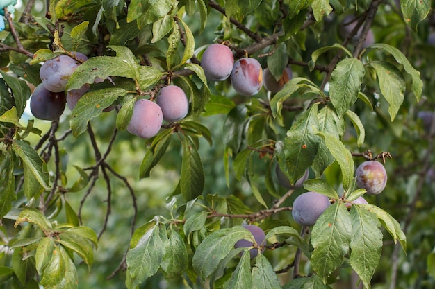 Fruits mûrs de prune sur un arbre dans l'orchad d'été