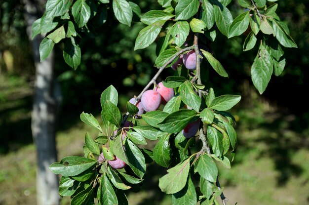 fruits mûrs de prune sur une branche d'arbre