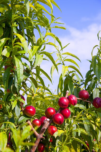 fruits nectarines sur un arbre de couleur rouge