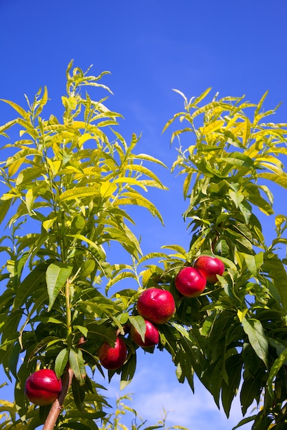 fruits nectarines sur un arbre de couleur rouge