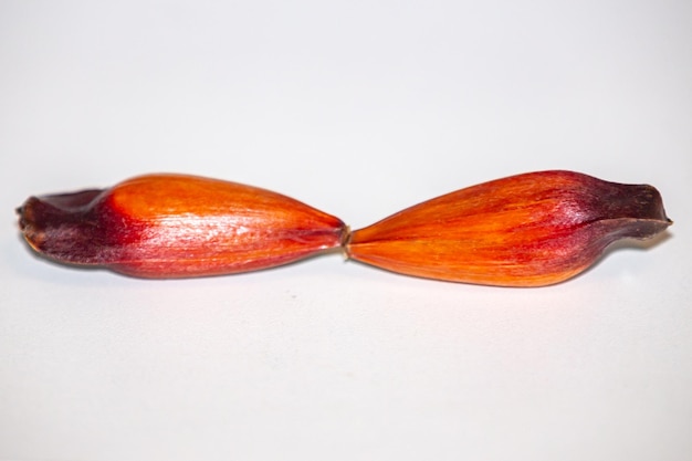 Fruits de noix de pin du pin Parana Auraucaria angustifolia Pinhao