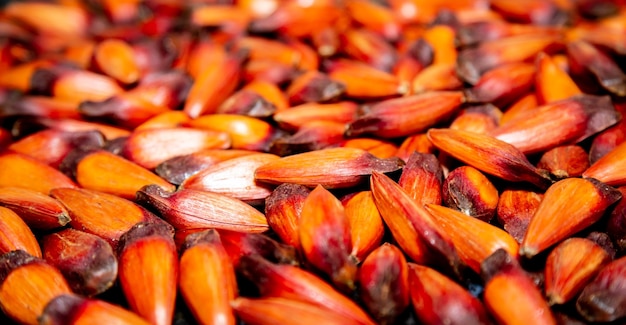 Fruits de noix de pin du pin Parana Auraucaria angustifolia