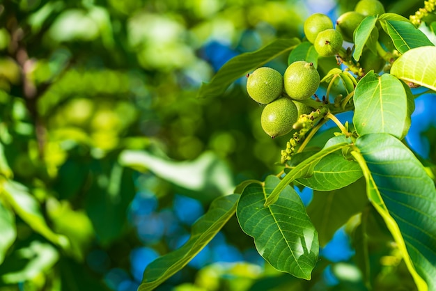 Fruits de noix verte parmi les feuilles. Journée de printemps ensoleillée. Noyer brut. Noix dans une coquille verte.