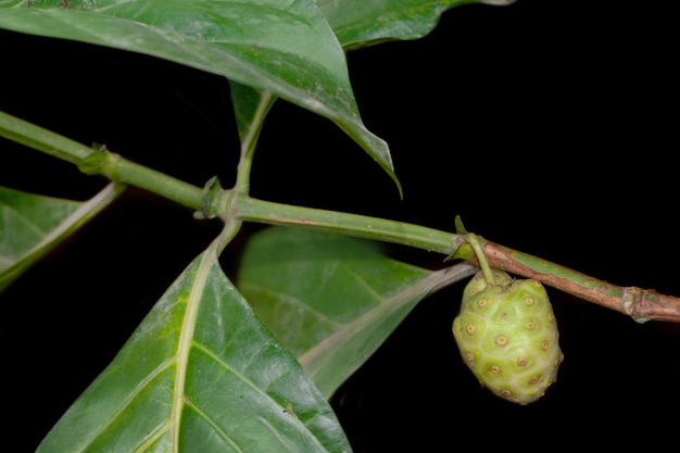 Fruits de noni dans l&#39;arbre isolé sur blanc