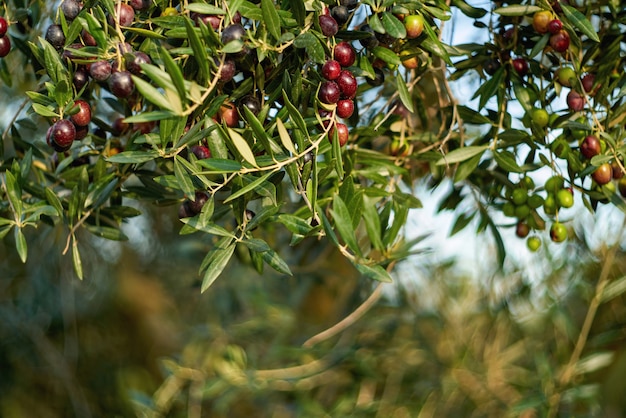 Fruits d'olive sur une branche