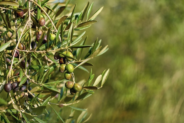 Fruits d'olive sur une branche