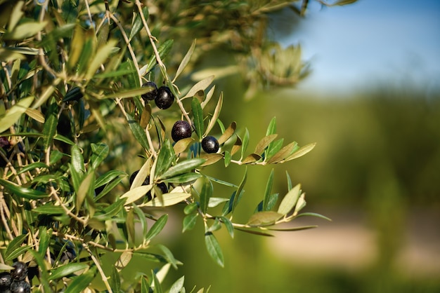 Fruits d'olive sur une branche