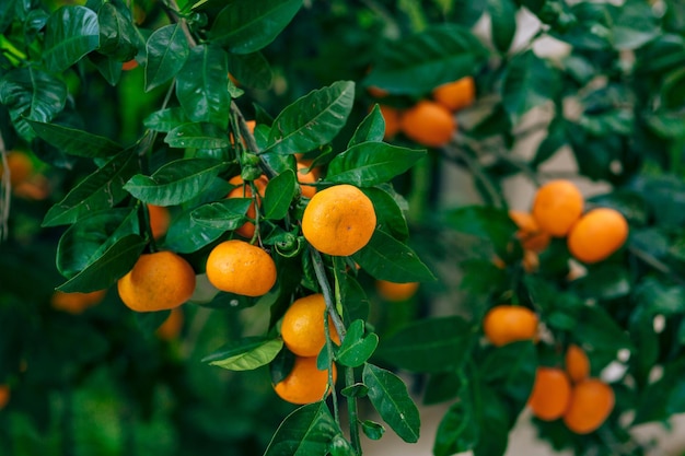 Des fruits d'orange sur un arbre