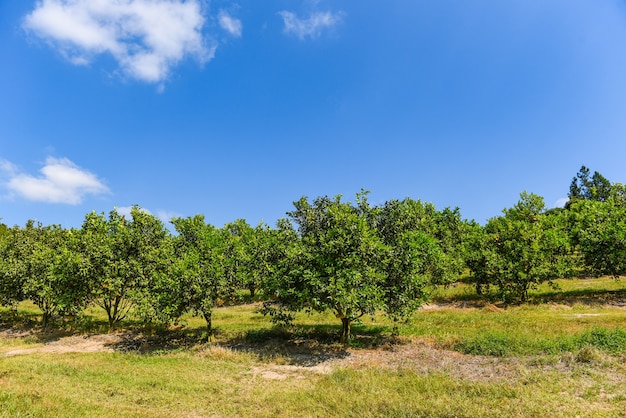 Fruits orange sur l'oranger dans le jardin d'été