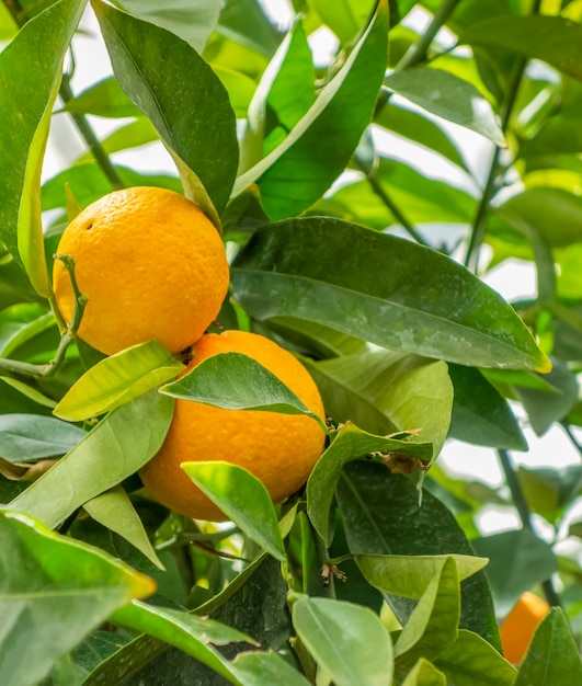 fruits à l'orange