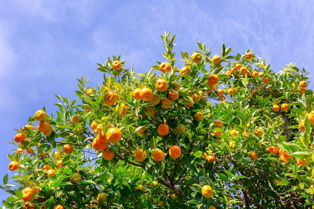 Fruits d'orangers sur plantation avec fond de ciel bleu, province de Mae Hong Son, Thaïlande