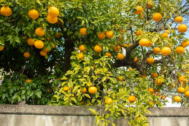 Fruits oranges avec ciel bleu