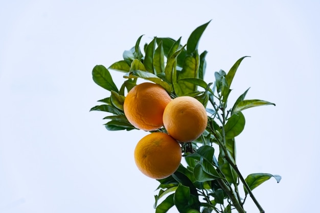 Fruits d&#39;oranges mûres sur l&#39;arbre