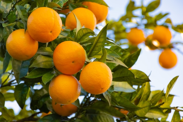 Fruits d&#39;oranges mûres sur l&#39;arbre