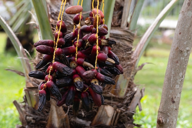 Fruits de palme mûrs avec branches sur palmier dattier