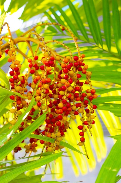 Photo des fruits de palmier sur l'arbre