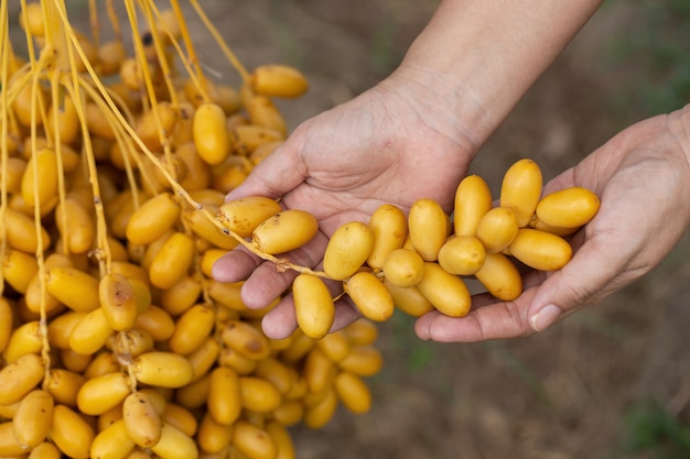 Fruits de palmiers dattiers sur un palmier dattier. cultivé dans le nord de la Thaïlande