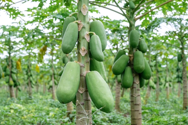 Fruits de papaye de l'arbre de papaye dans le jardin